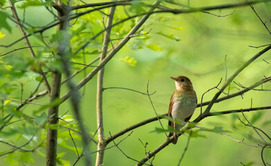 Veery