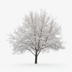 tree in snow Isolated on white background