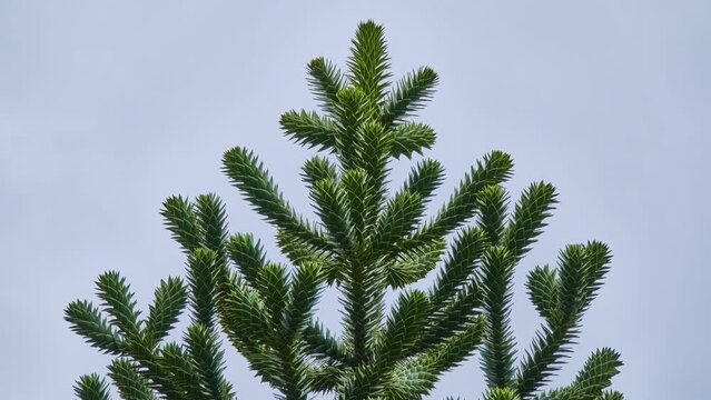 Araucaria araucana (monkey puzzle tail tree, or Chilean pine) is an evergreen tree. It is native to central and southern Chile, western Argentina.