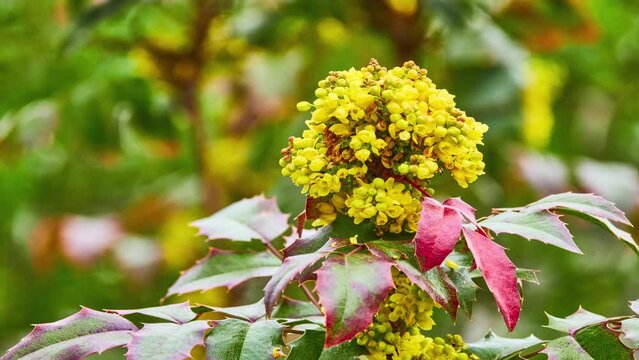 Mahonia aquifolium (Oregon-grape or Oregon grape) is a species of flowering plant in the family Berberidaceae, native to western North America.