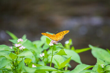 A male Indian fritillary (Black-tipped fritillary) butterfly on a pink persicaria thunbergii flower.