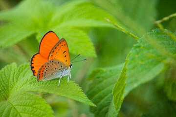 A male Large copper butterfly (Lycaena dispar) on a green leaf.