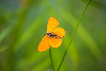 A male Large copper butterfly (Lycaena dispar) on a wild flower.