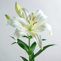 Fototapeta na wymiar Lilly flower Isolated on white background