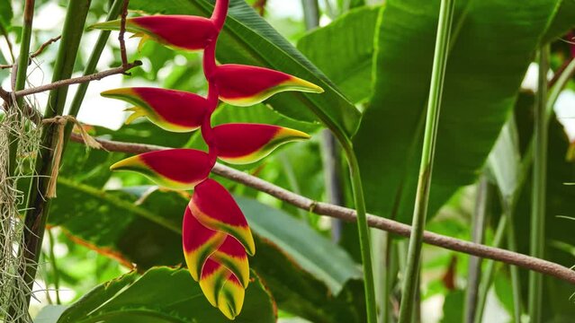 Heliconia rostrata (hanging lobster claw or false bird of paradise)