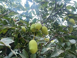 A mango is an edible stone fruit produced by the tropical tree Mangifera indica. 