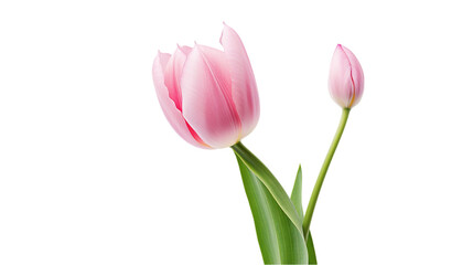 Fototapeta premium Pink Tulip flower. isolated on transparent background