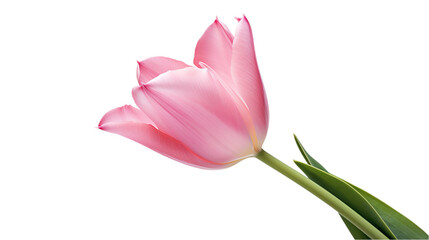 Pink Tulip flower. isolated on transparent background