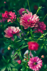 ラナンキュラス　ラックス　Ranunculus