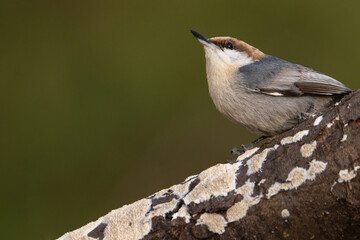 Brown-headed Nuthatch Perched on a Limb