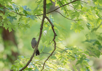 Gray Catbird