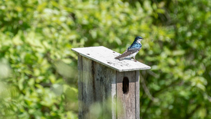 Tree Swallow