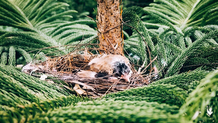 Little baby bird in nature nest on the tree.