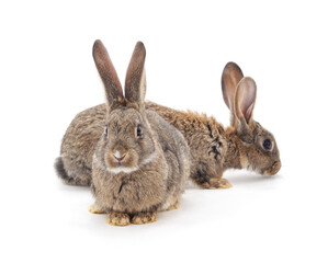 Sitting gray rabbit.
