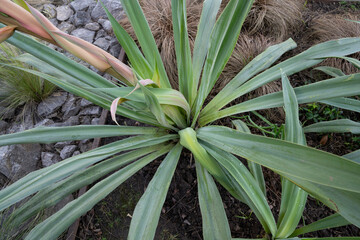 Top view of Beschorneria yuccoides, also known as Mexican Lily, green leaves foliage, growing in the plant bed in the garden.
