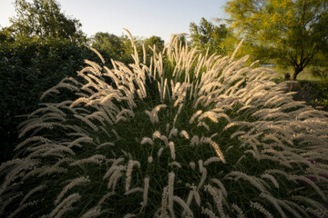 Ornamental grass. Closeup view of Pennisetum orientale, also known as Fountain grass, growing in...