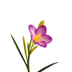 Naklejka premium Select an image isolated on a transparent background PNG photo