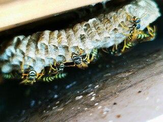 Wasp's nest. Nervous wasps in their hidden shelter