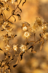 flowers in the foreground with warm sunlight illumination
