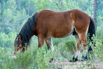 horse grazing in the bush in the middle of nature