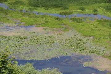 View of a swamp with thickets of lilies. Green swamp.