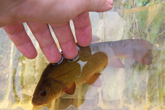 Big tench lying on human hand. Caught tenches in basin. Successful fishing