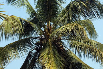 coconut palm tree