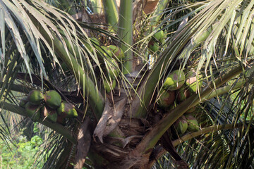 coconut palm tree