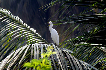 great white heron