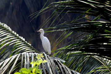 great white heron