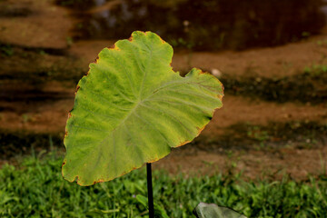 leaf on the ground