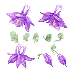 Hand drawn watercolor purple aquilegia flowers isolated on white background. Can be used for cards, label, scrapbook and other printed products.