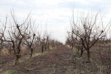A group of trees in a field