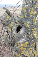 Fototapeta premium A close-up of a tree trunk