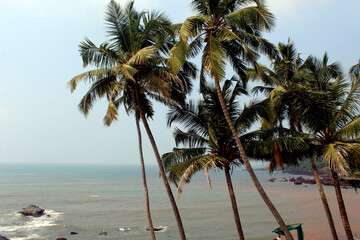 palm tree on the beach