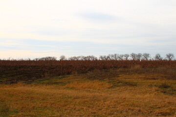 Obraz premium A field with trees and grass