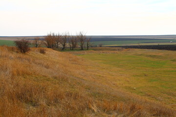 A grassy field with trees in the background