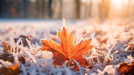 maple leafs on the ground with frost or early snow. autumn leaves on the ground