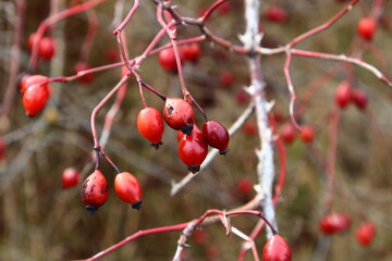 A tree with red berries