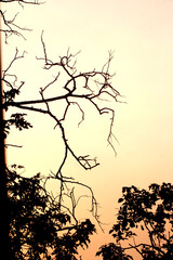 silhouette of a tree