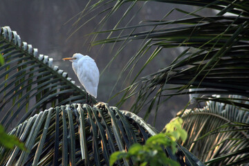 heron on the branch
