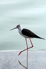Black-winged stilt