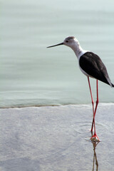 Black-winged stilt