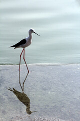 Black-winged stilt