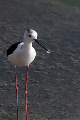 Black-winged stilt eating food
