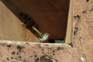 bird on a fence