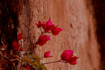 Naklejka na ściany i meble red leaves on a wooden background