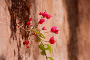 red flowers