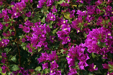 Pink flowers in the garden