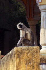 black face monkey